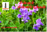 சின்னச் சின்ன பூக்கள்